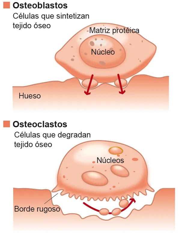 Osteoblastos y osteoclastos