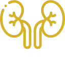 Icono dorado riñón Icono dorado de riñones y uréteres, sistema urinario
