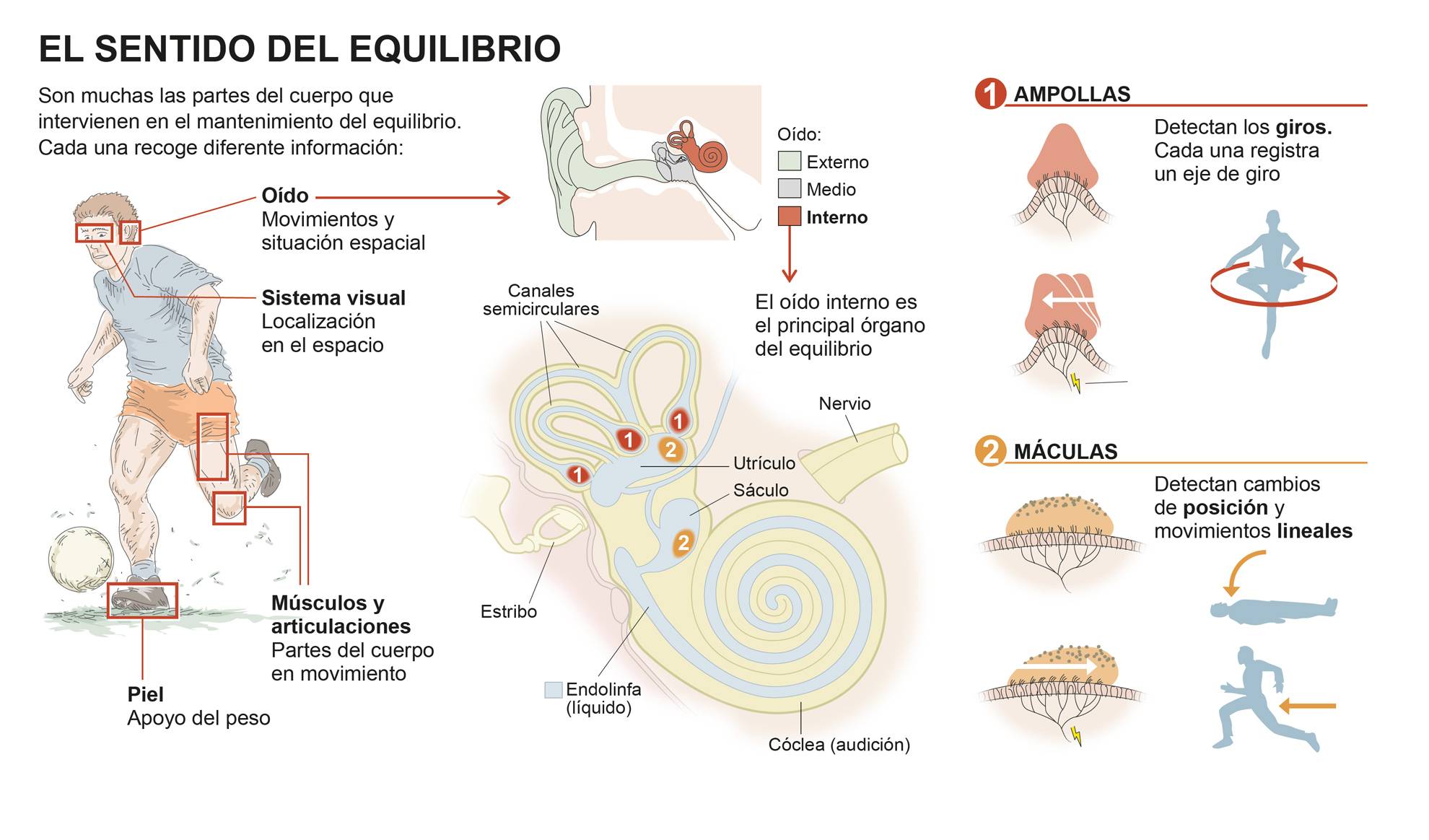 Donde Se Encuentra El Equilibrio En El Cuerpo Humano