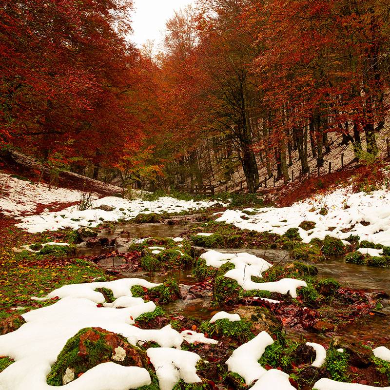 Selva de Irati. Navarra