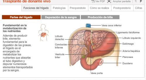 Imagen preview animación trasplante hepático de donante vivo. Unidad de Hepatología.