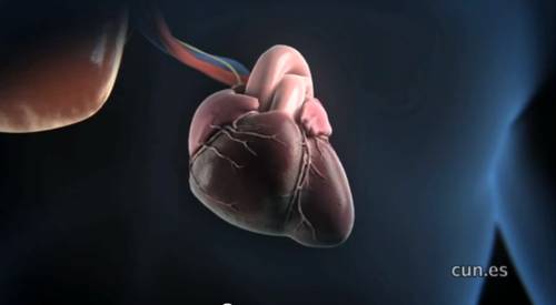 Corazón y nervio vago. CUN