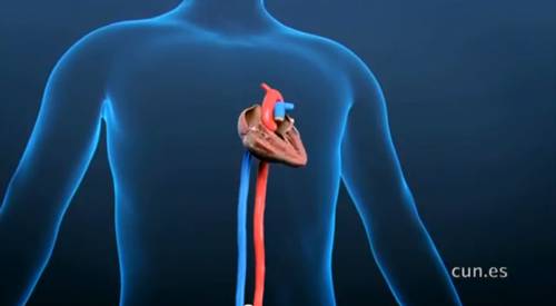 Corazón y arterias principales. CUN