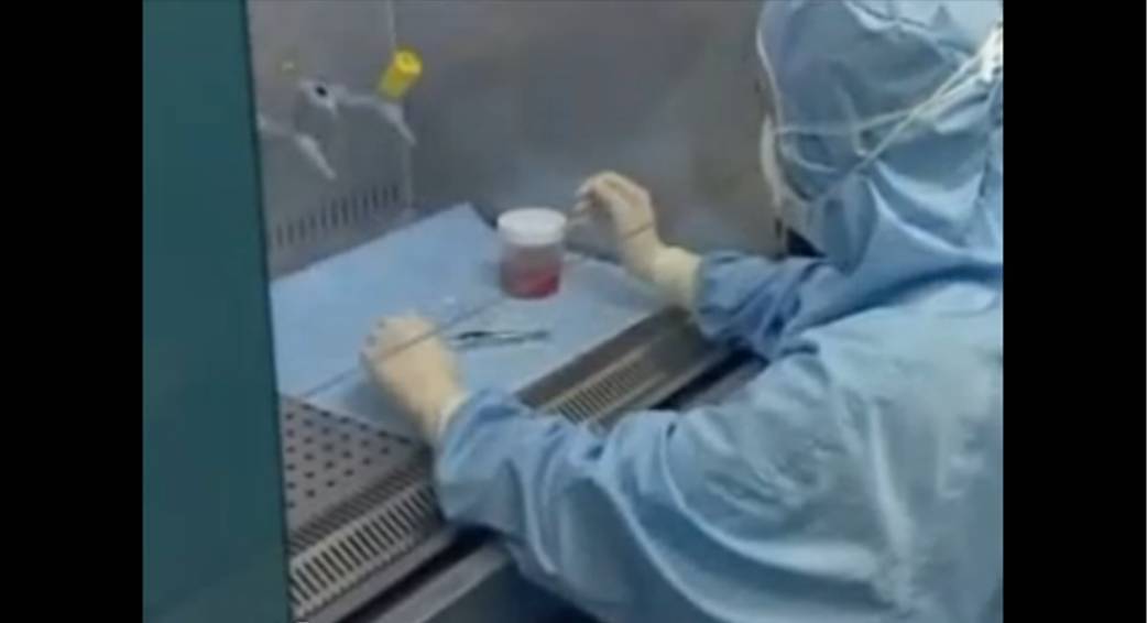 Producción de mioblastos en laboratorio de terapia celular. CUN