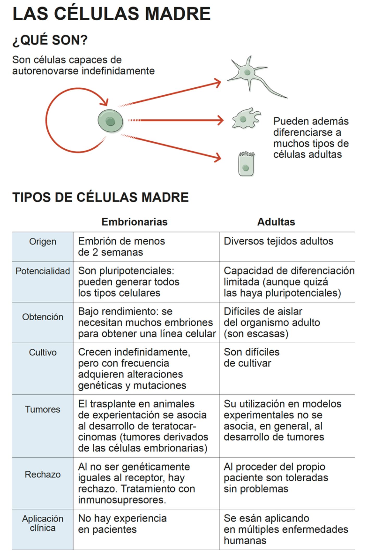 pistola domesticar federación Infográfico. Qué son las células madre. Clínica Universidad de Navarra