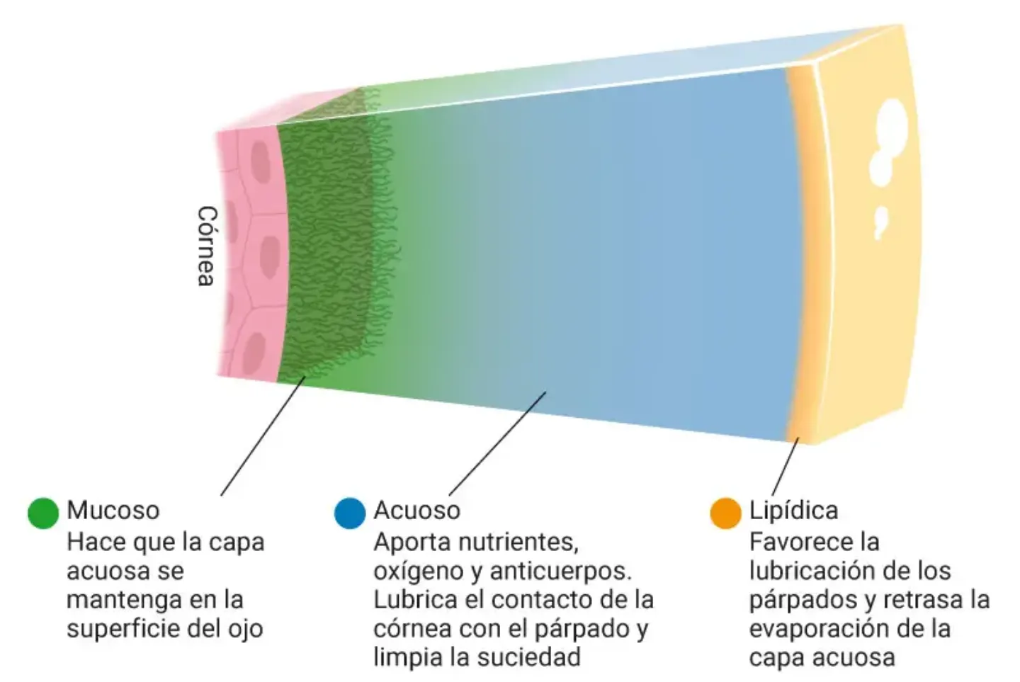 Imagen de una infografía sobre la composición de la lágrima y sus tres capas. Clínica Universidad de Navarra.