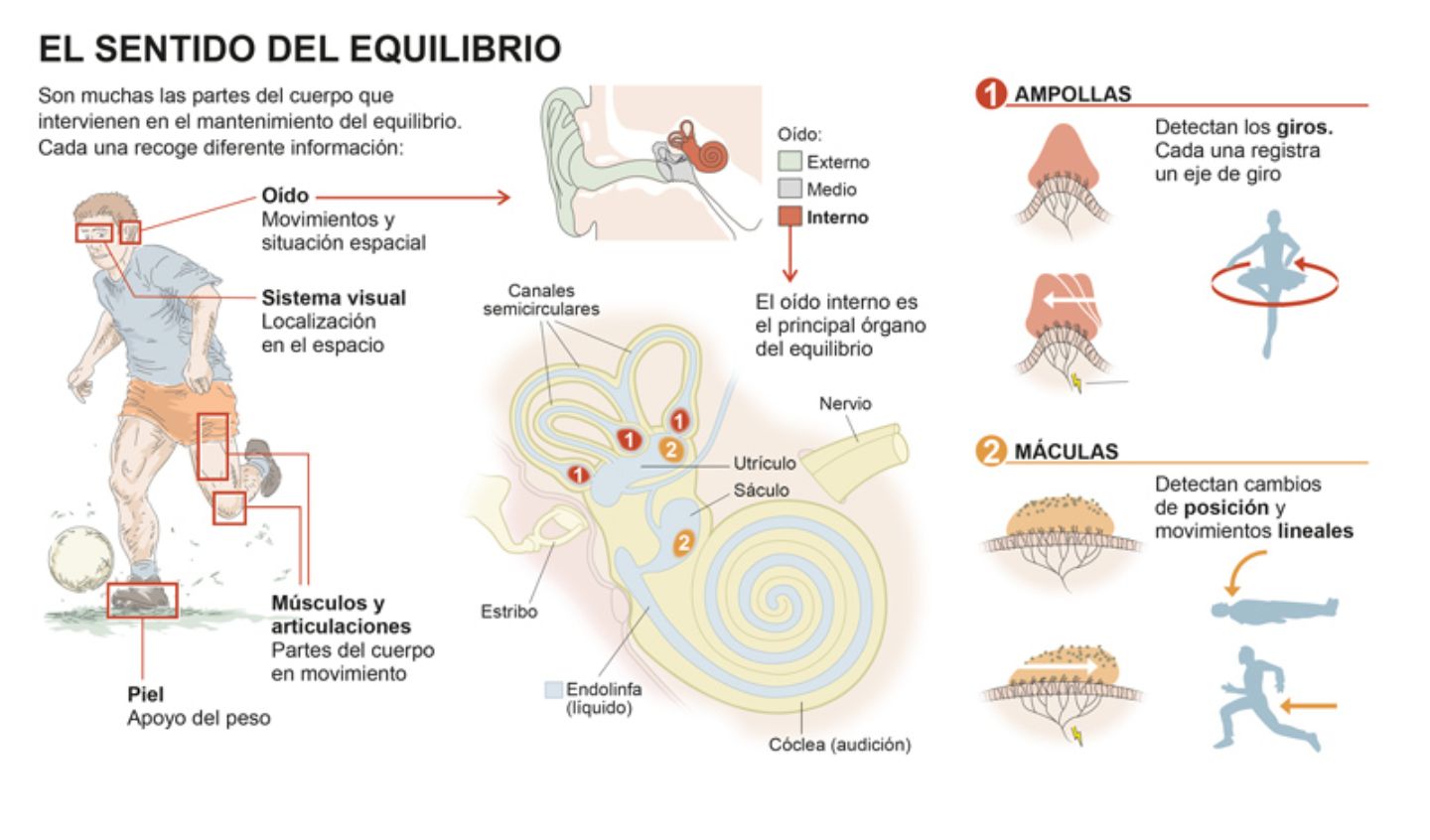 Infográfico El sentido del equilibrio. Clínica Universidad de Navarra