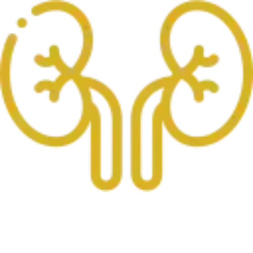 Icono dorado de riñones y uréteres, sistema urinario