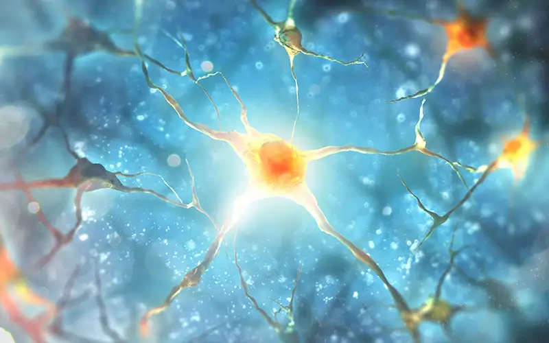 neuronas Imagen 3D de neuronas. Clínica Universidad de Navarra