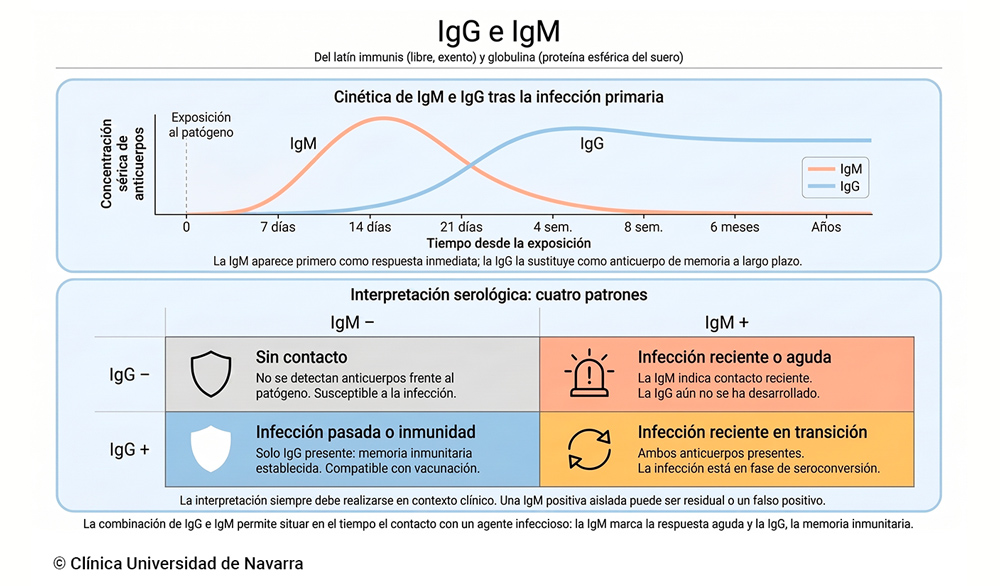 Esquema de la cinética temporal de IgM e IgG tras una infección primaria, con curvas que muestran la aparición temprana y transitoria de la IgM frente a la respuesta sostenida de la IgG, junto a una matriz de interpretación serológica con los cuatro patrones diagnósticos según la combinación de ambos anticuerpos.