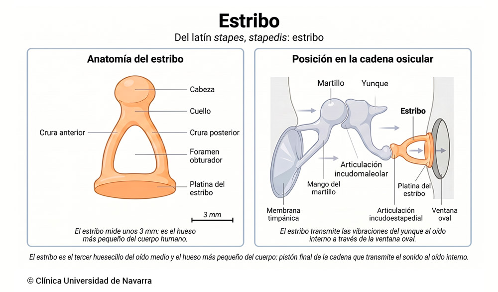 Esquema anatómico del estribo del oído medio: a la izquierda, hueso aislado de unos 3 mm —el más pequeño del cuerpo humano— con cabeza, cuello, crura anterior y posterior, foramen obturador y platina ovalada; a la derecha, posición del estribo en la cadena osicular como pistón final que articula con el yunque por la articulación incudoestapedial y apoya su platina en la ventana oval para transmitir el sonido al oído interno.