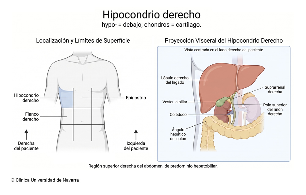 Región del hipocondrio derecho localizada bajo el reborde costal derecho y a la derecha del epigastrio, con proyección del lóbulo derecho del hígado, vesícula biliar, colédoco, ángulo hepático del colon, polo superior del riñón derecho y suprarrenal derecha.