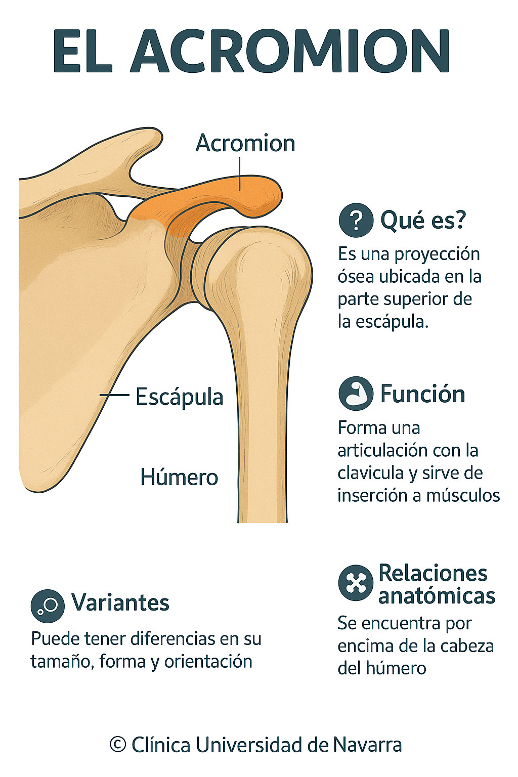 Infografia acromion