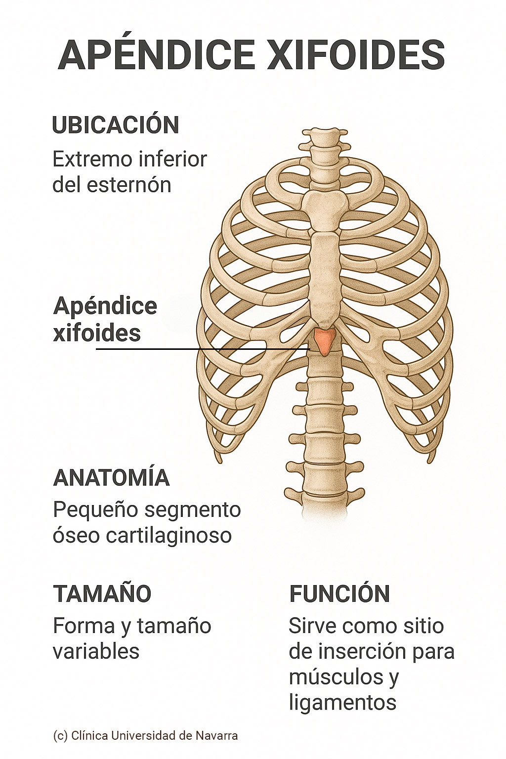 Infografía apéndice xifoides