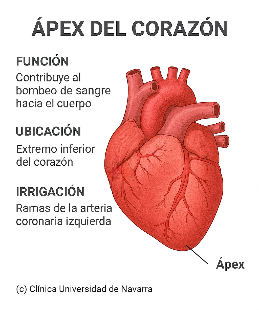 Infografía ápex del corazón