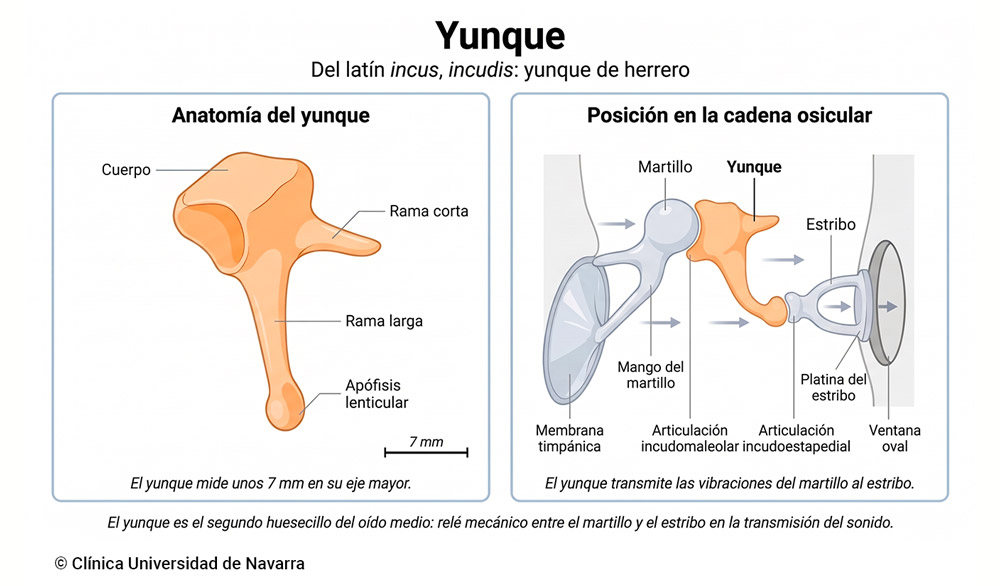 Yunque. Huesecillo del oído. Clínica Universidad de Navarra