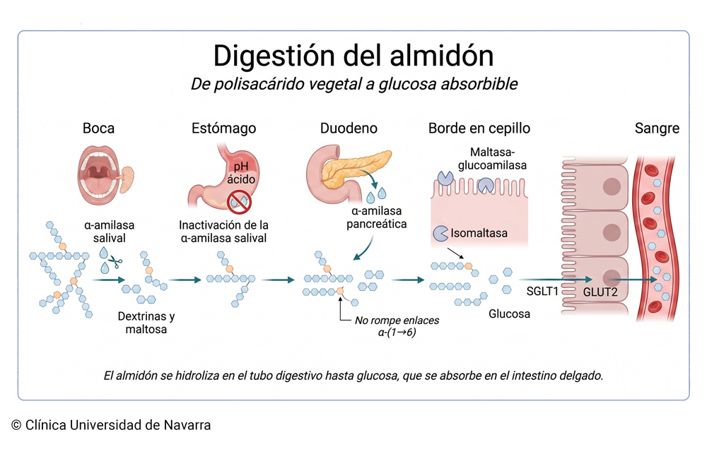 Secuencia de digestión del almidón desde la boca hasta la sangre, con acción de la α-amilasa salival, inactivación en el estómago, α-amilasa pancreática en el duodeno y enzimas del borde en cepillo que producen glucosa absorbible mediante SGLT1 y GLUT2.