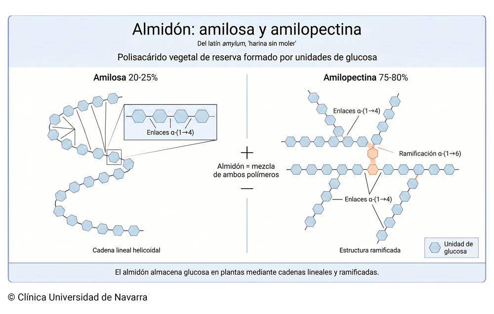 Esquema del almidón como polisacárido vegetal formado por glucosa, con comparación entre amilosa lineal 20-25% y amilopectina ramificada 75-80%, organización en gránulos de amiloplasto y digestión por α-amilasas hasta glucosa absorbible. Incluye enlaces α-(1→4), ramificaciones α-(1→6), cruz de polarización del gránulo y transporte intestinal mediante SGLT1 y GLUT2.