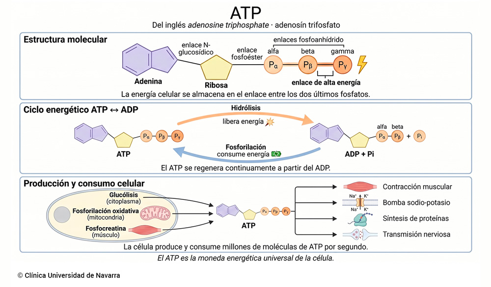Estructura molecular del ATP (adenosín trifosfato) con la adenina, la ribosa y los tres grupos fosfato α, β y γ unidos por el enlace de alta energía, ciclo de hidrólisis y regeneración entre ATP y ADP + Pi, y vías celulares de producción (glucólisis, fosforilación oxidativa mitocondrial, fosfocreatina) y consumo energético (contracción muscular, bomba sodio-potasio, síntesis de proteínas, transmisión nerviosa).