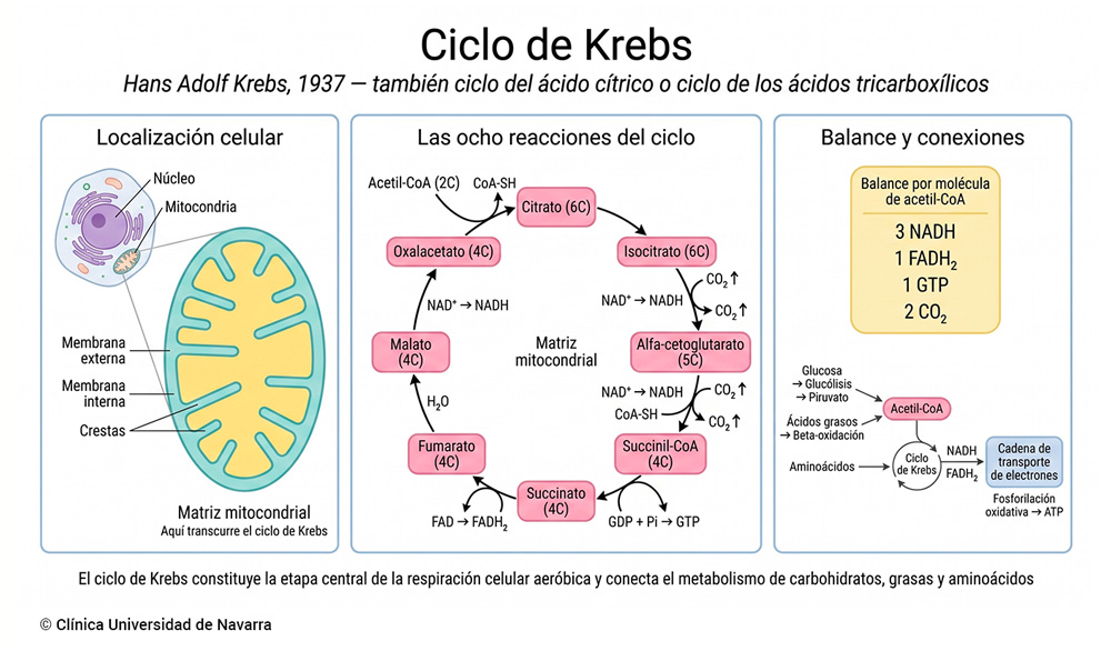 Esquema del ciclo de Krebs en la matriz mitocondrial con sus ocho reacciones enzimáticas, intermediarios desde el citrato hasta el oxalacetato y balance energético por molécula de acetil-CoA: 3 NADH, 1 FADH₂, 1 GTP y 2 CO₂, con las conexiones metabólicas desde glucólisis, beta-oxidación y aminoácidos hacia la cadena de transporte de electrones.