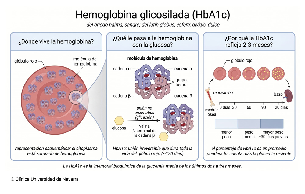 Esquema en tres paneles que explica la hemoglobina glicosilada o HbA1c: dónde se encuentra la hemoglobina dentro del glóbulo rojo, cómo se une a ella la glucosa de forma permanente, y por qué este marcador refleja la glucemia media de los últimos dos a tres meses.