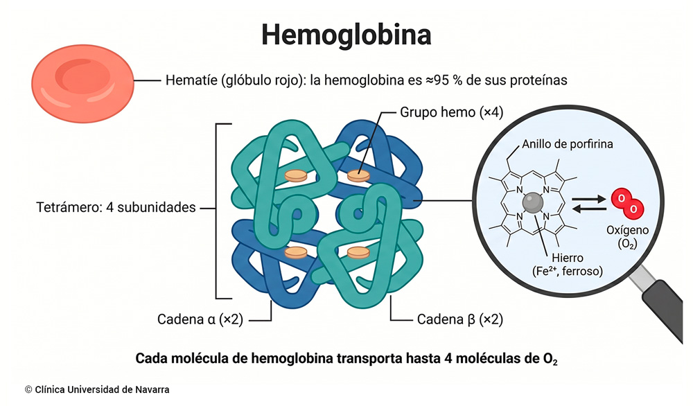 Infografía de la estructura de la hemoglobina. Un hematíe o glóbulo rojo, donde la hemoglobina constituye cerca del 95 % de las proteínas.