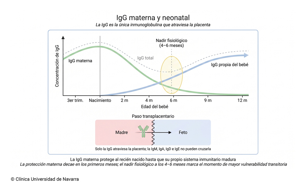 Gráfico de la cinética de la IgG en el recién nacido con tres curvas: descenso progresivo de la IgG materna transferida a través de la placenta, ascenso gradual de la IgG propia del bebé y nadir fisiológico de la IgG total entre los 4 y 6 meses de vida, junto a un esquema del paso transplacentario que muestra a la IgG como la única inmunoglobulina capaz de cruzar la placenta.