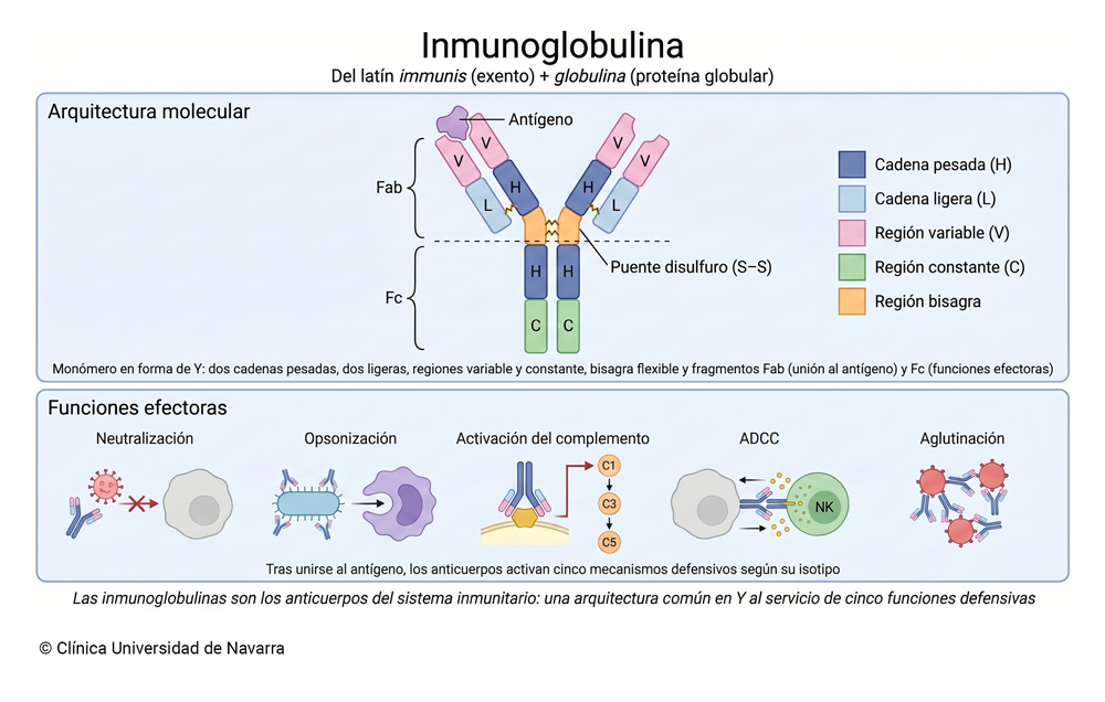 Estructura molecular de una inmunoglobulina en forma de Y con dos cadenas pesadas y dos ligeras, regiones variable y constante, puentes disulfuro, región bisagra y fragmentos Fab y Fc, junto a las cinco funciones efectoras del anticuerpo: neutralización, opsonización, activación del complemento, ADCC y aglutinación.