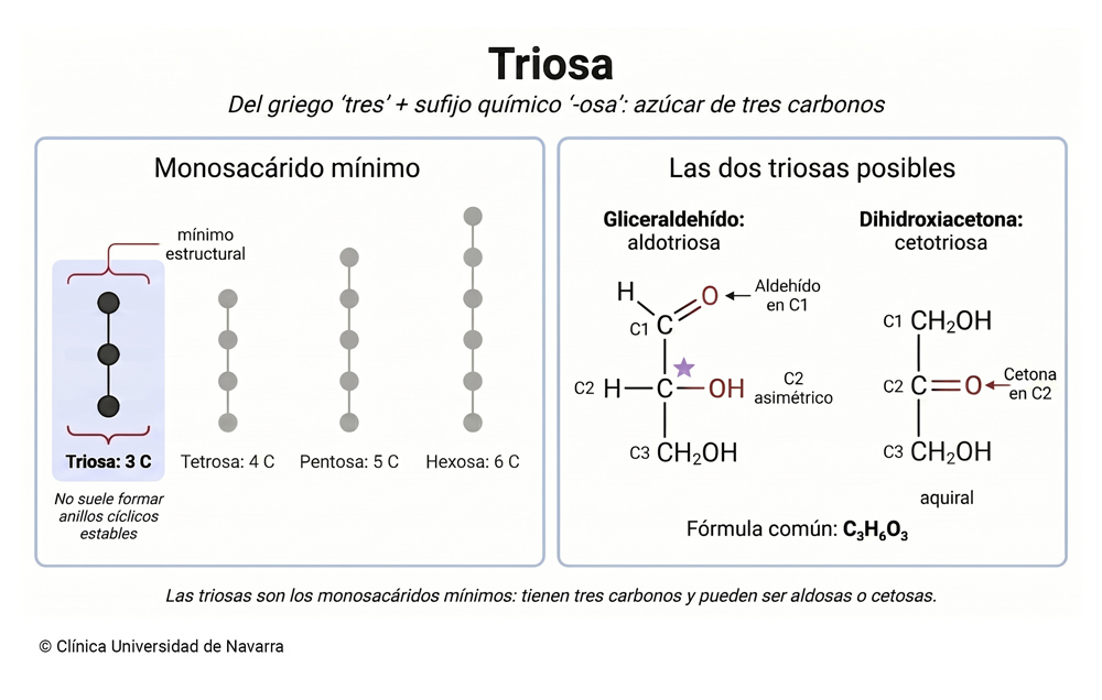Esquema comparativo de la triosa como monosacárido mínimo de tres carbonos, con gliceraldehído y dihidroxiacetona en forma lineal, sus grupos aldehído o cetona y la fórmula C₃H₆O₃.