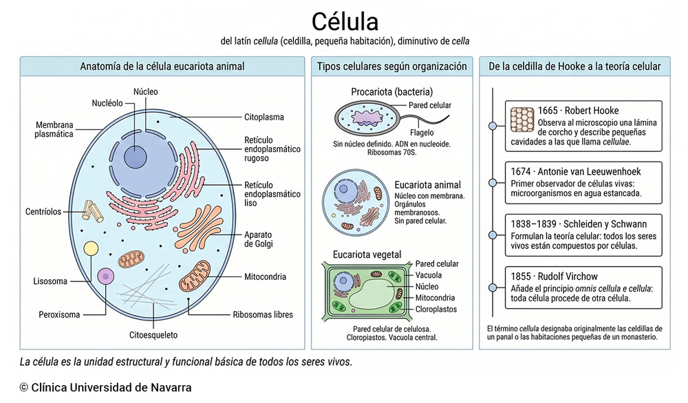 Esquema de la célula como unidad básica de los seres vivos: anatomía de la célula eucariota animal con sus principales orgánulos (núcleo, retículo endoplasmático, aparato de Golgi, mitocondrias, ribosomas, lisosomas, citoesqueleto, centríolos), comparación entre los tres grandes tipos celulares (procariota, eucariota animal y eucariota vegetal) y los hitos históricos del descubrimiento celular desde Hooke (1665) hasta Virchow (1855).