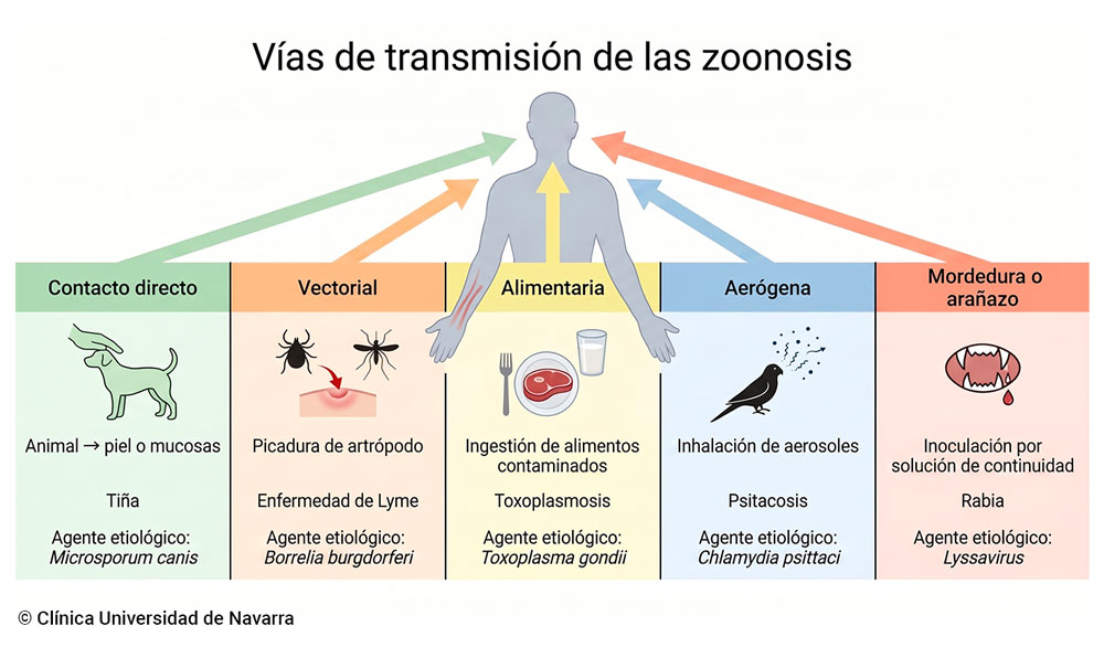 Esquema de las cinco vías de transmisión de las zoonosis: contacto directo, vectorial, alimentaria, aerógena y por mordedura o arañazo, con un ejemplo representativo y su agente etiológico en cada vía (tiña, enfermedad de Lyme, toxoplasmosis, psitacosis y rabia).