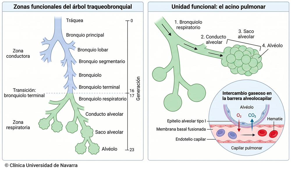 Esquema de las dos zonas funcionales del árbol traqueobronquial: la zona conductora (generaciones 0-16, hasta el bronquiolo terminal) y la zona respiratoria (generaciones 17-23, desde el bronquiolo respiratorio hasta el alvéolo), con detalle del acino pulmonar y de la barrera alveolocapilar donde se produce el intercambio gaseoso de O₂ y CO₂.