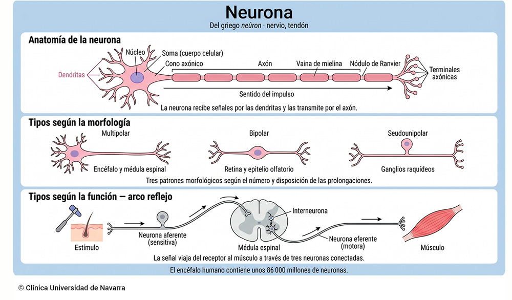 Anatomía de la neurona con dendritas, soma, núcleo, cono axónico, axón mielinizado, nódulos de Ranvier y terminales axónicas, comparación de los tres tipos morfológicos (multipolar, bipolar y seudounipolar) con su localización típica, y arco reflejo simplificado en la médula espinal con neurona aferente, interneurona y neurona eferente.