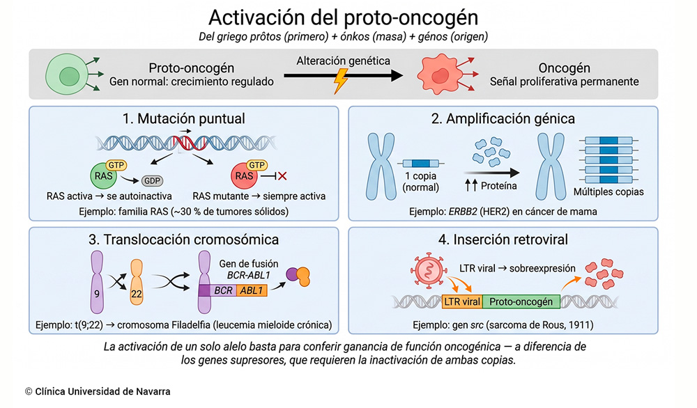 Esquema de los cuatro mecanismos moleculares de activación de un proto-oncogén. Clínica Universidad de Navarra