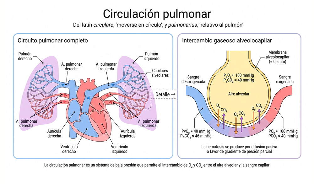 Esquema del circuito de la circulación pulmonar desde el ventrículo derecho hasta la aurícula izquierda, con código de color azul para sangre desoxigenada y rojo para oxigenada, detalle ampliado de la membrana alveolocapilar mostrando la difusión de O₂ y CO₂ del intercambio gaseoso.