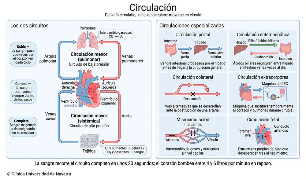 Esquema de los dos circuitos de la circulación humana (menor o pulmonar y mayor o sistémica) organizados como doble bucle con el corazón en el centro, acompañado de seis miniesquemas de las circulaciones especializadas: portal, enterohepática, colateral, extracorpórea, microcirculación y fetal, con sus estructuras clave etiquetadas.