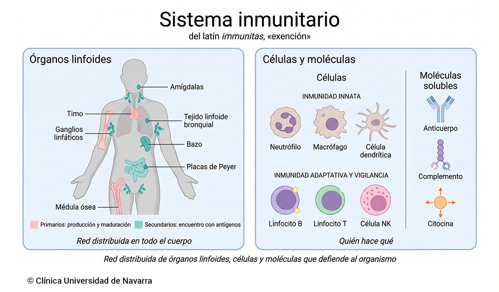 Mapa anatómico del sistema inmunitario con los órganos linfoides primarios (médula ósea y timo) y secundarios (bazo, ganglios linfáticos y tejido linfoide asociado a mucosas), junto a las principales células de defensa —neutrófilo, macrófago, célula dendrítica, linfocitos B y T, célula NK— y moléculas solubles: anticuerpos, complemento y citocinas.