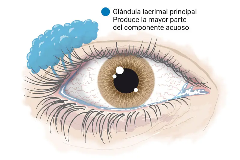 Imagen de una infográfica del ojo y la glándula lacrimal. Clínica Universidad de Navarra