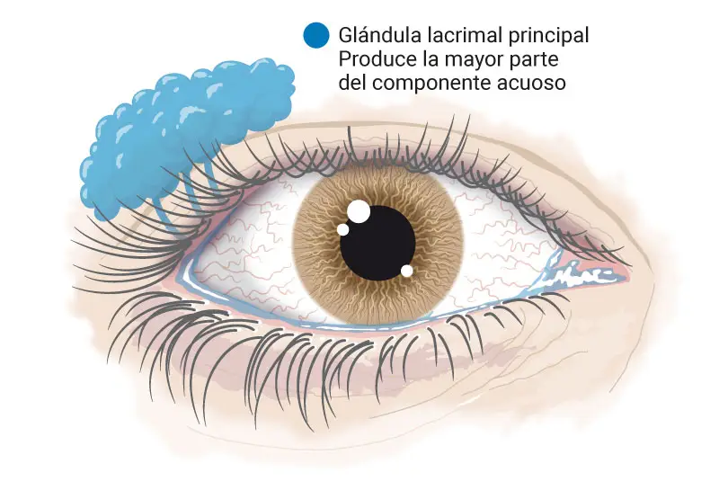 Consejos para aliviar los síntomas del ojo seco - Clínica Ojo Seco Madrid