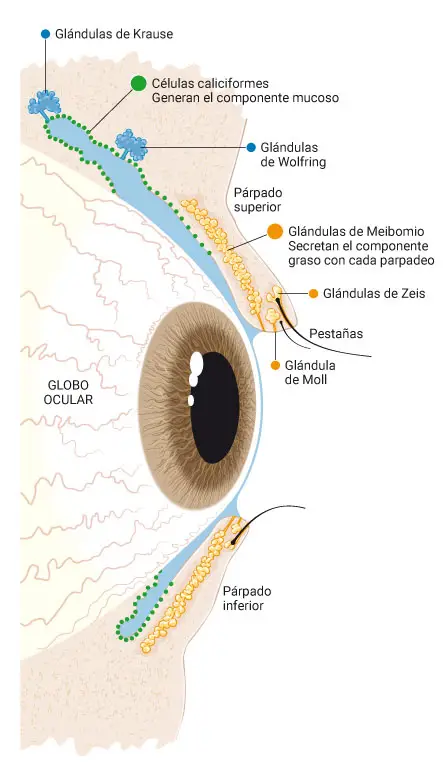 Imagen de una infografía con las glándulas lagrimales del ojo. Clínica Universidad de Navarra